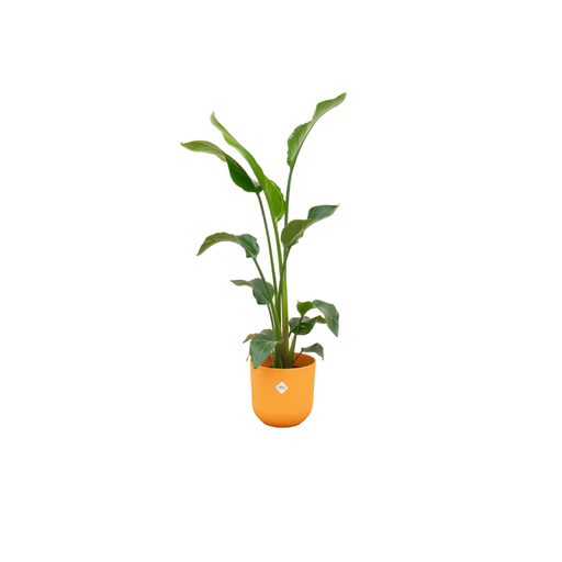 "Kombiangebot - Strelitzia Nicolai inklusive elho Jazz Round gelb Ø23 - 100 cm image"