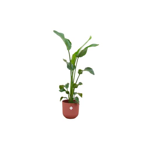 "Kombiangebot - Strelitzia Nicolai inklusive elho Jazz Round rot Ø23 - 100 cm image"