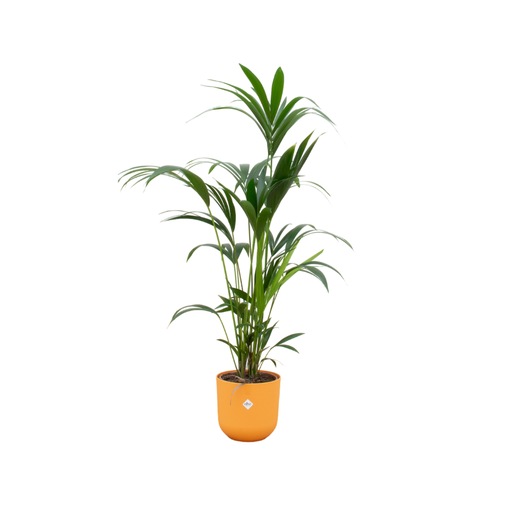"Kombi-Angebot - Kentia-Palme inklusive elho Jazz Rund Gelb Ø26 - 160 cm image"