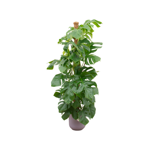 "Kombi-Angebot - Monstera Pertusum XL inklusive elho Jazz Rund Lila Ø26 - 150 cm image"