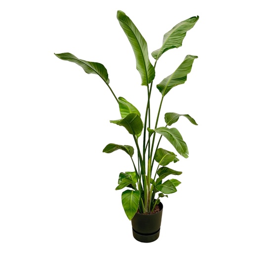 "Strelitzia Nicolai inkl. elho Greenville Round schwarz - 180 cm - Ø30 image"