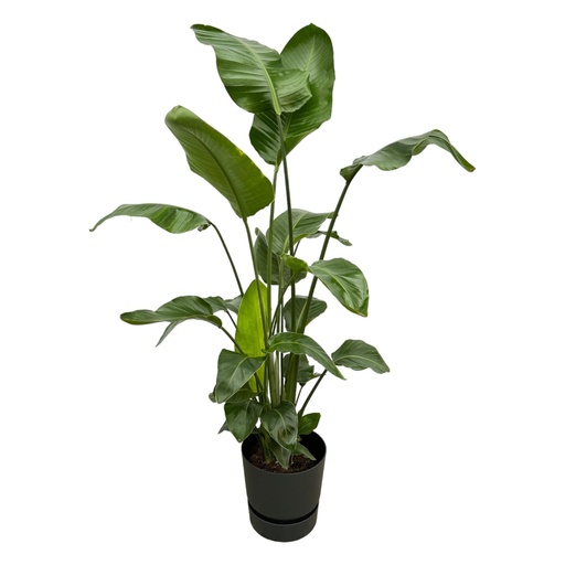"Strelitzia Nicolai inklusive elho Greenville Round Schwarz - 160cm - Ø30 image"