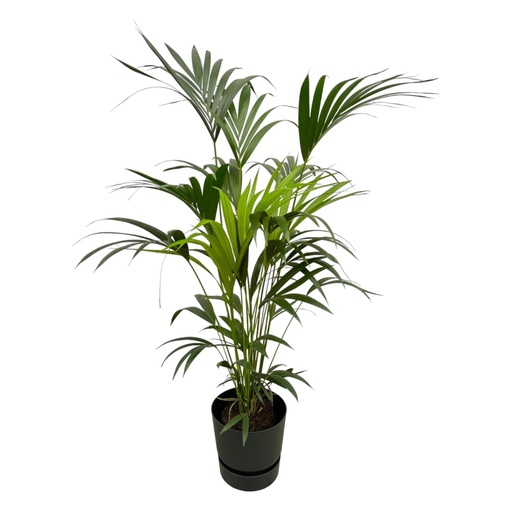 "Kentia-Palme inklusive elho Greenville Rund Schwarz - 160cm - Ø30 image"