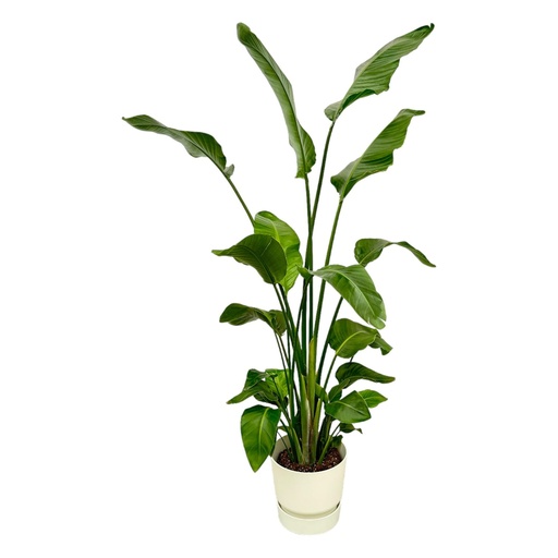 "Strelitzia Nicolai inkl. elho Greenville Round weiß - 170 cm - Ø30 image"