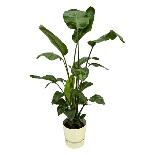 "Strelitzia Nicolai inklusive elho Greenville Round Weiß - 160cm - Ø30 image"