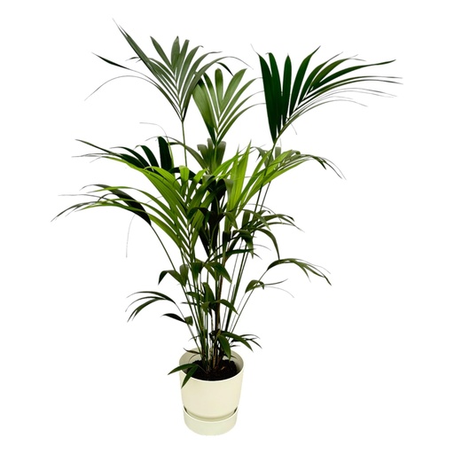 "Kentia-Palme inklusive elho Greenville Rund Weiß - 160cm - Ø30 image"