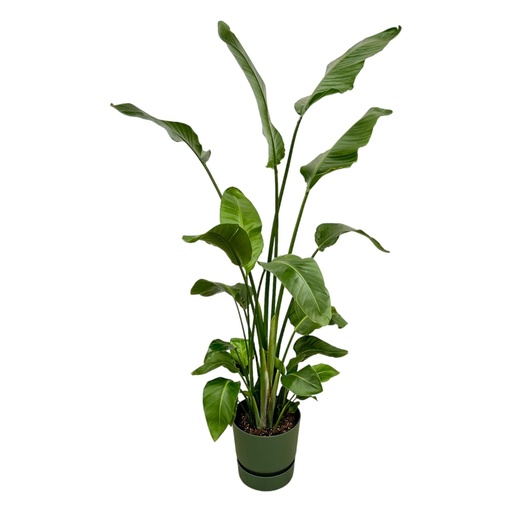 "Strelitzia Nicolai inkl. elho Greenville Round grün - 170 cm - Ø30 image"