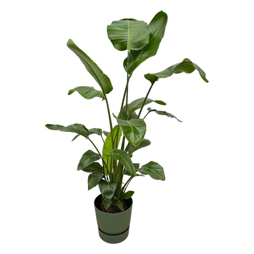 "Strelitzia Nicolai inklusive elho Greenville Round Grün - 160cm - Ø30 image"