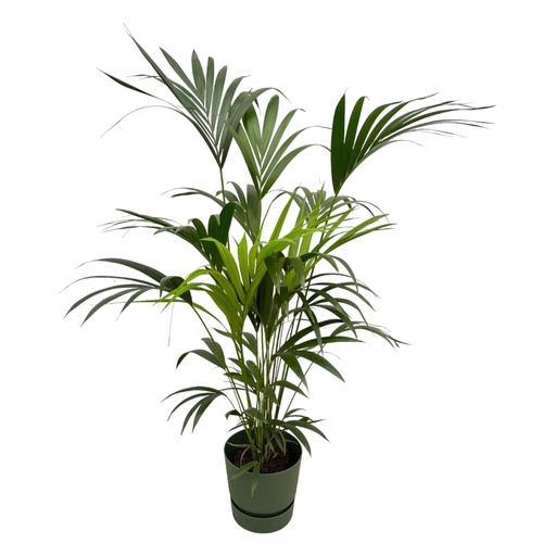 "Kentia-Palme inklusive elho Greenville Rund Grün - 160cm - Ø30 image"
