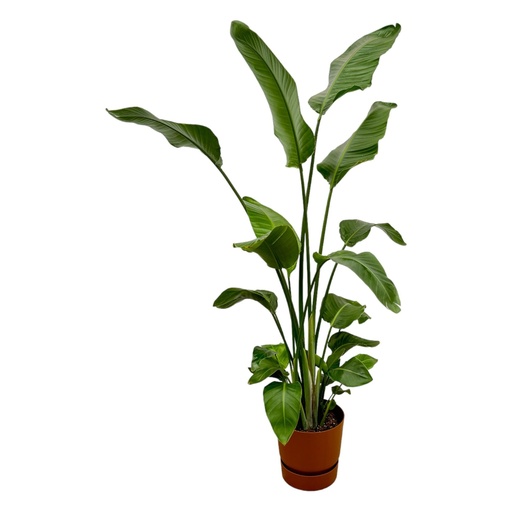 "Strelitzia Nicolai inkl. elho Greenville Round grün - 170 cm - Ø30 image"
