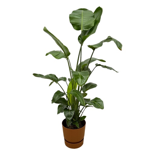 "Strelitzia Nicolai inklusive elho Greenville Round Braun - 160cm - Ø30 image"