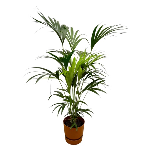"Kentia-Palme inklusive elho Greenville Rund Braun - 160cm - Ø24 image"
