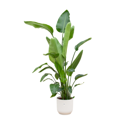 "Strelitzia Nicolai inklusive elho Vibes Fold Rund Weiß - 170 cm - Ø30 image"