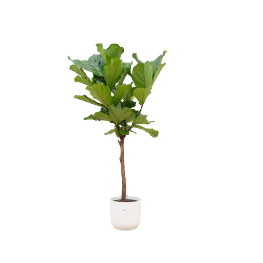 "Ficus Lyrata Stamm inklusive elho Vibes Fold Round weiß - 150 cm - Ø30 image"