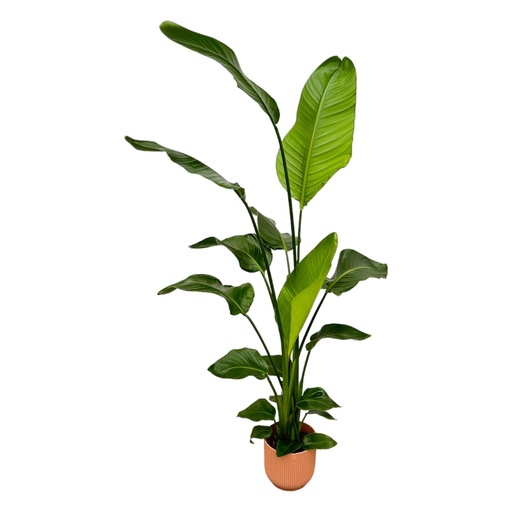 "Strelitzia Nicolai inklusive elho Vibes Fold Round Rosa - 130 cm - Ø18 image"