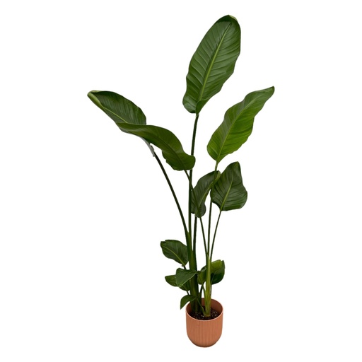 "Strelitzia Nicolai inklusive elho Vibes Fold Round rosa - 100 cm - Ø18 image"