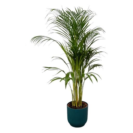 "Areca Palme - ↨110cm - Ø21cm inklusive elho Vibes Falt Rund blau D22xH20 image"