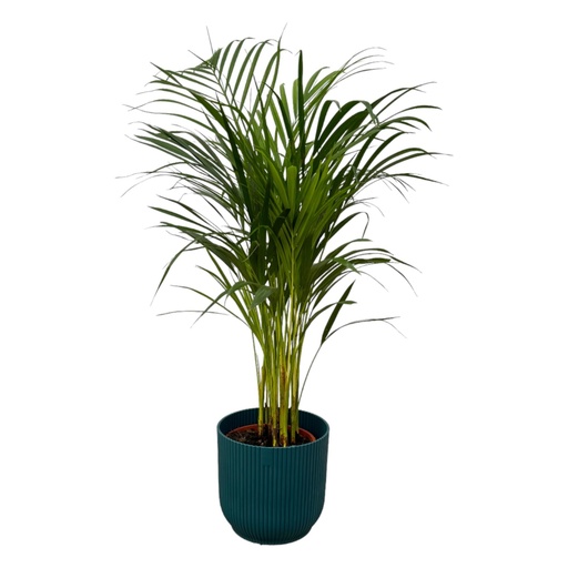 "Areca-Palme - ↨85cm - Ø19cm inklusive elho Vibes Fold Round Blau D22xH20 image"
