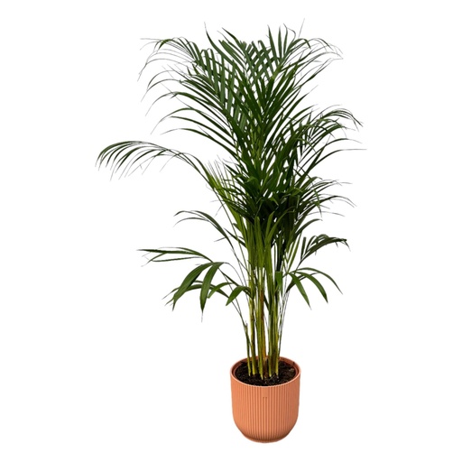 "Areca Palme - ↨110cm - Ø21cm inklusive elho Vibes Falt Rund rosa D22xH20 image"