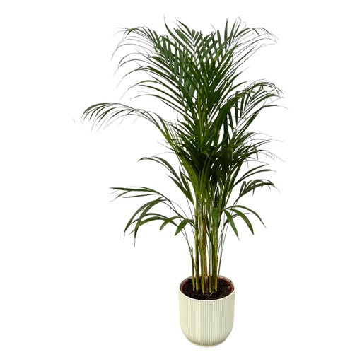 "Areca Palme - ↨110cm - Ø21cm inklusive elho Vibes Falt Rund weiß D22xH20 image"