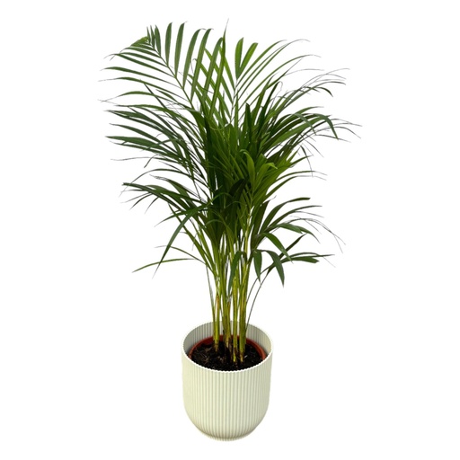 "Areca-Palme - ↨85cm - Ø19cm inklusive elho Vibes Fold Round Weiß D22xH20 image"
