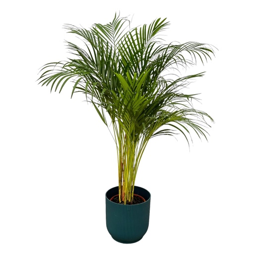 "Areca-Palme - ↨130cm - Ø24cm inklusive elho Vibes Fold Rund Blau D30xH27 image"
