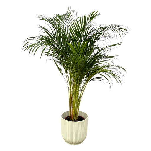 "Areca-Palme - ↨130cm - Ø24cm inklusive elho Vibes Fold Rund Weiß D30xH27 image"