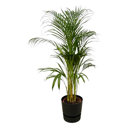 "Areca Palme - ↨110cm - Ø21cm inklusive elho Greenville Round schwarz D24xH23 image"
