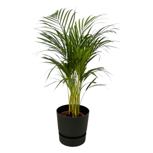 "Areca palm - ↨85cm - Ø19cm inklusive elho Greenville Round schwarz D24xH23 image"