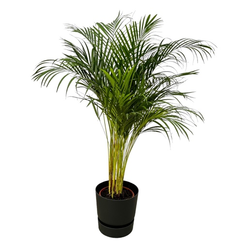 "Arecapalme - ↨130cm - Ø24cm inkl. elho Greenville Round schwarz D30xH28 image"