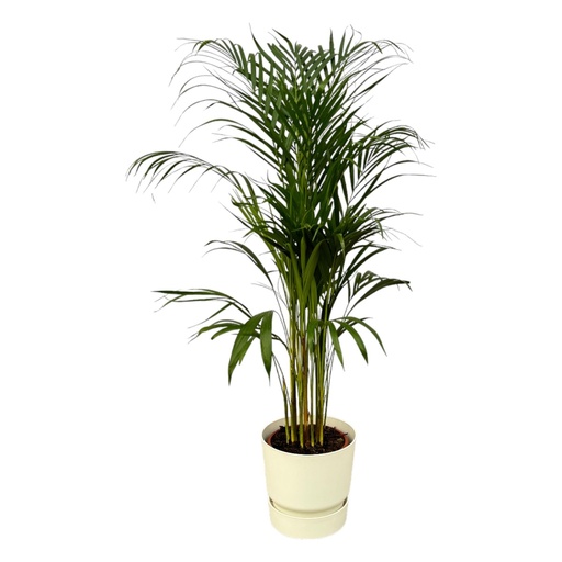 "Areca Palme - ↨110cm - Ø21cm inklusive elho Greenville Round weiß D24xH23 image"