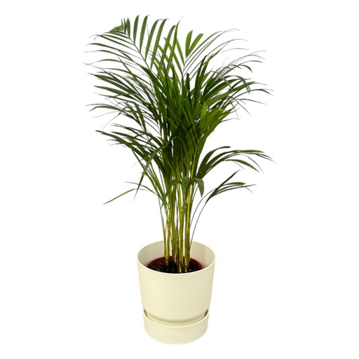 "Areca palm - ↨70cm - Ø19cm inklusive elho Greenville Round weiß D24xH23 image"