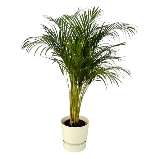 "Arecapalme - ↨130cm - Ø24cm inkl. elho Greenville Round weiß D30xH28 image"
