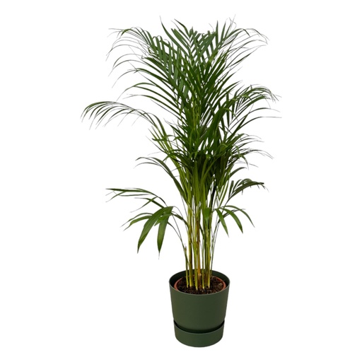 "Areca Palme - ↨110cm - Ø21cm inklusive elho Greenville Round grün D24xH23 image"