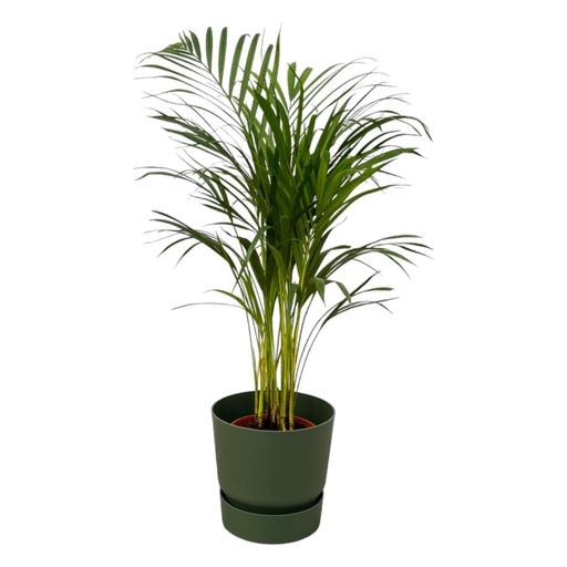 "Areca palm - ↨85cm - Ø19cm inklusive elho Greenville Round grün D24xH23 image"
