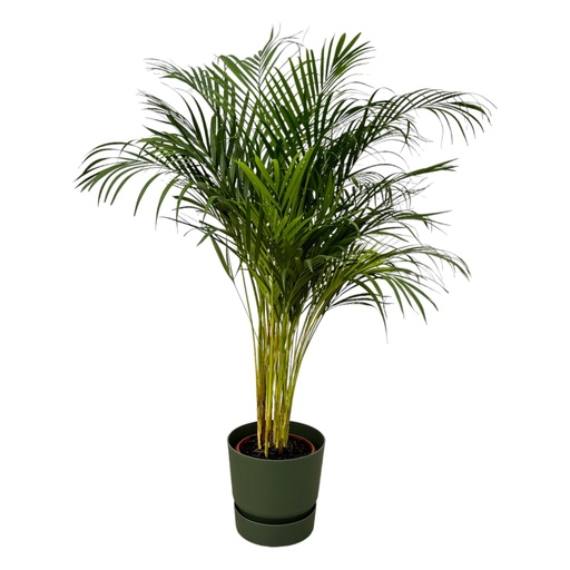"Arecapalme - ↨130cm - Ø24cm inkl. elho Greenville Round grün D30xH28 image"
