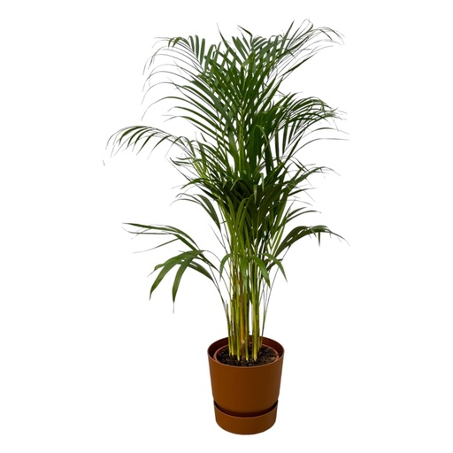 "Areca Palme - ↨110cm - Ø21cm inklusive elho Greenville Round braun D24xH23 image"