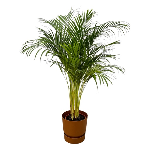 "Arecapalme - ↨130cm - Ø24cm inkl. elho Greenville Round braun D30xH28 image"