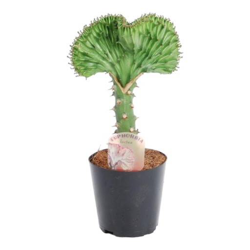 "Euphorbia lactea Cristata Grün - 35 cm - ø12 image"