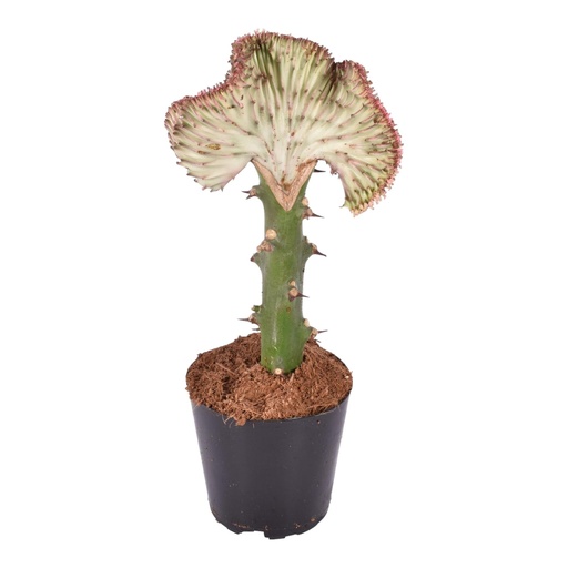 "Euphorbia lactea Cristata Rot - 35 cm - ø12 image"