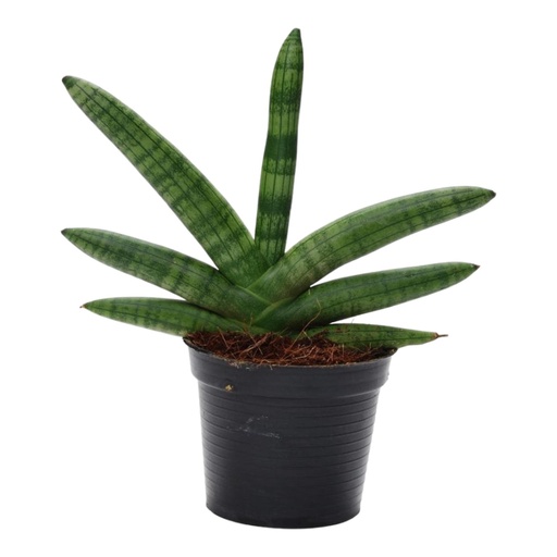 "Sansevieria Skyline - 25 cm - ø10,5 image"