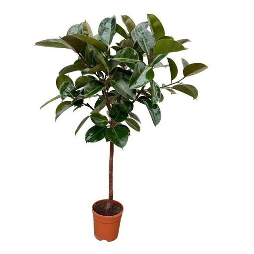 "Ficus Elastica Robusta Stamm - 120 cm - Ø24cm image"
