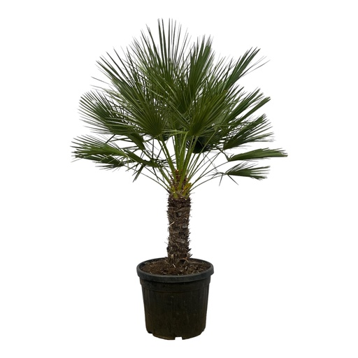 "Chamaerops Humilis auf Stamm - 150 cm - Ø45cm image"