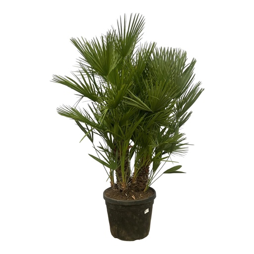 "Chamaerops Humilis mehrstämmig - 160 - 220 cm - Ø50cm image"