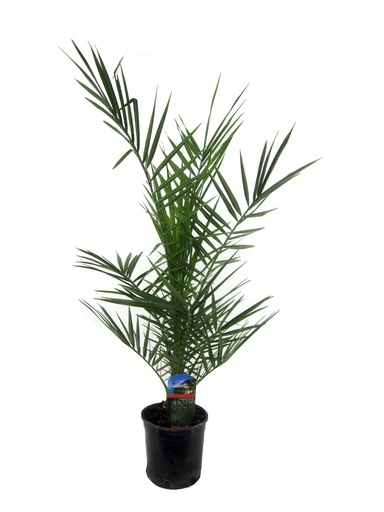 "Phoenix Canariensis - 80 cm - Ø14cm image"