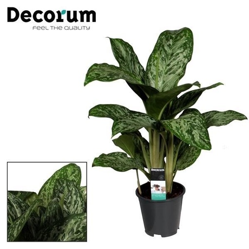 "Aglaonema Greenlight (Decorum) image"