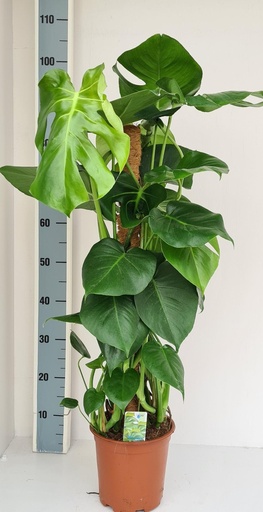 "Monstera Moosstock image"