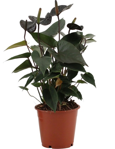 "Anthurium Schwarze Liebe in transparenter Hülle - Ø12cm - ↕36cm image"