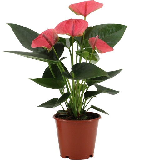 "Anthurium Süßer Traum in transparenter Hülle - Ø12cm - ↕36cm image"