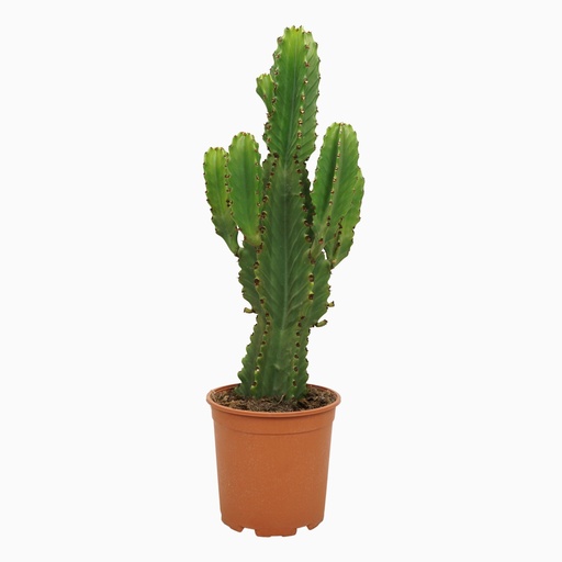 "Euphorbia ingens 21cm image"